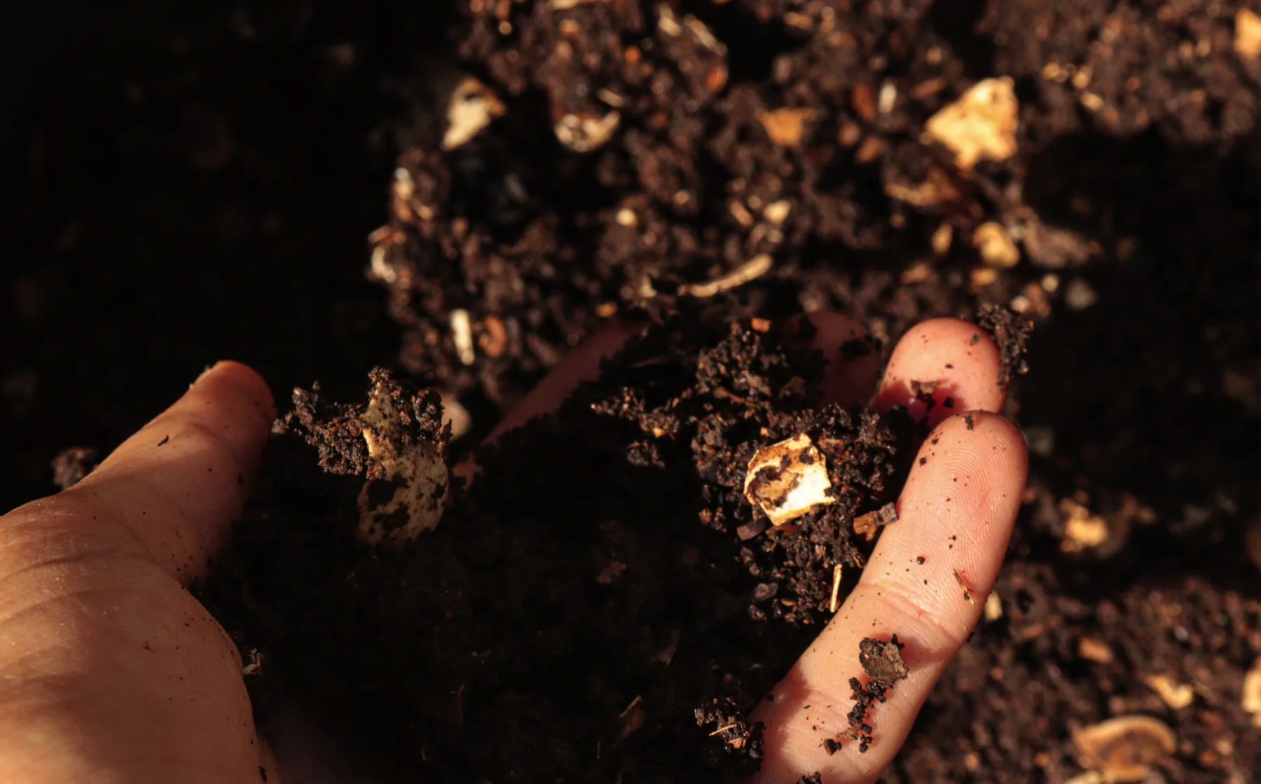Composto orgânico nas mãos