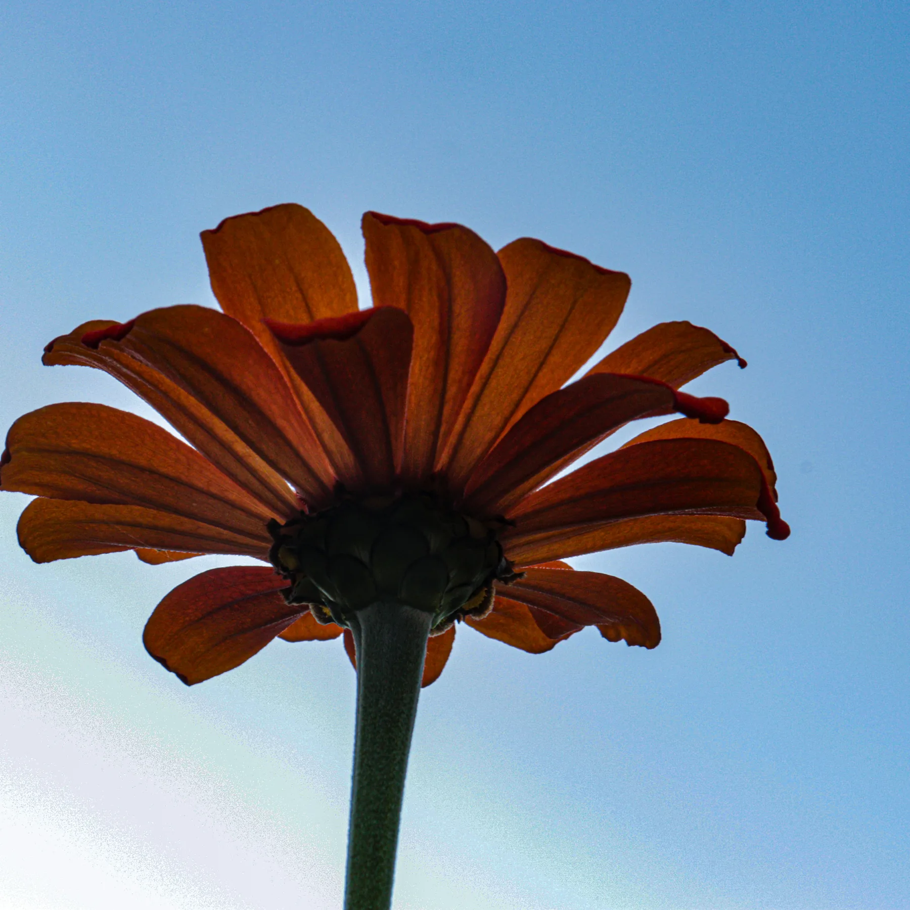 Flor alaranjada fotografada de baixo contra o céu azul