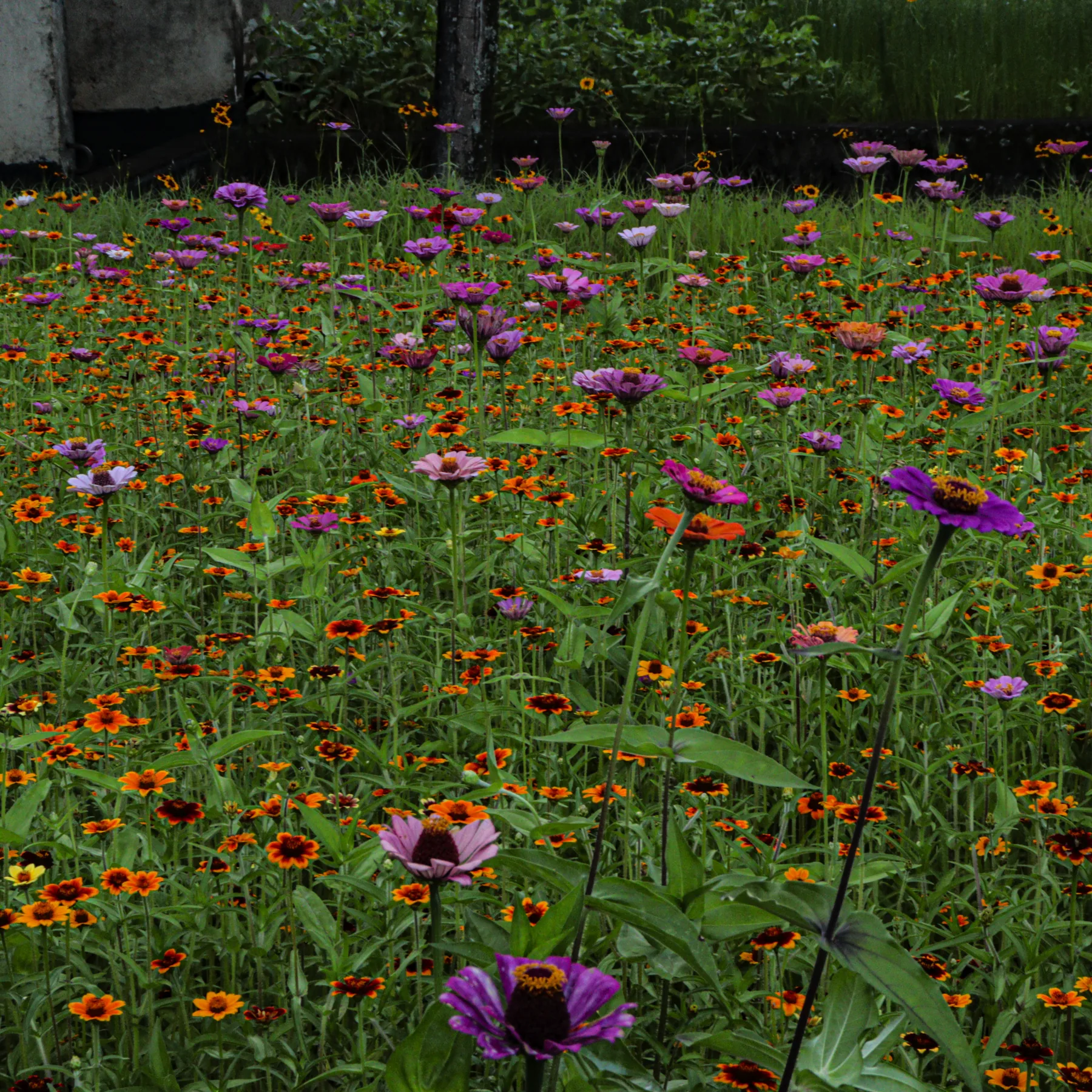 Floração do Jardim de Sequeiro